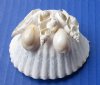 Wholesale Cut Small White Scallop Shell with ring top cowries and white mixed shells on top for making seashell night lights - Packed:10 pcs @ $1.20 each; Packed: 60 pc @ $1.05 each