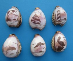 Wholesale Carved Tiger Cowrie Shells Cut for Making Night Lights - 10 pcs @ $1.60 each 