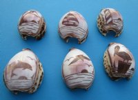 Wholesale Carved Tiger Cowrie Shells Cut for Making Night Lights - 200 pcs @ $1.44 each