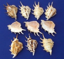 Wholesale cut spider conchs lambis lambis shells cut for nightlights - 1 dozen @ $7.80/dozen