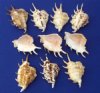 Wholesale cut spider conchs lambis lambis shells cut for nightlights - Case of 180 pcs @ $.55 each