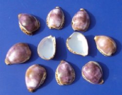 Wholesale cut purple top tiger cowries cut for making seashell night lights Packed: 12 pieces @ .95 each; Packed: 60 pcs @ $.85 each