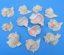 Wholesale cut pink murex for making seashell night lights - 1 dozen @ $10.80 dz