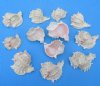 Wholesale cut pink murex for making seashell night lights -  Packed: By the dozen @ $10.80 dz