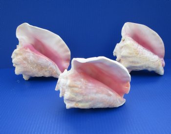 Conch Horns 7 to 8 inches - (Packed 2 and 10)