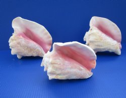 Conch Horns 7 to 8 inches - (Packed 2 and 10)