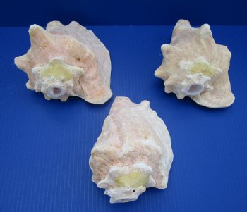 Conch Horns 7 to 8 inches - (Packed 2 and 10)