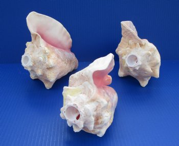 Conch Horns 7 to 8 inches - (Packed 2 and 10)