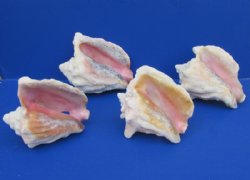#2 Grade Pink Conch...