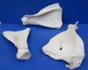 Wholesale Real Cow Shoulder Blade bone (Bos taurus) for sale with natural imperfections, 13 to 16 inches long - You will receive a shoulder blade bone similar to the ones pictured -  $8.00 each; Packed: 8 pcs @ $6.50 each