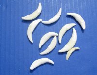 Wholesale coyote canine teeth for sale 1-1/4 inch to 1-1/2 inch - Packed: 10 pcs @ $.80 each; Packed: 60 pcs @ $.70 each