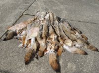 Soft tanned coyote pelt, hide, skin for sale 55 inches to 66 inches long - $95.00 each; 3 pcs @ $85.00 each