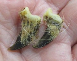 Genuine Coyote Claws with Natural Fur Bits - 50 pcs @ $.50 each; 200 pcs @ $.42 each