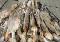 Soft tanned coyote pelt, hide, skin for sale 55 inches to 66 inches long - $95.00 each; 3 pcs @ $85.00 each