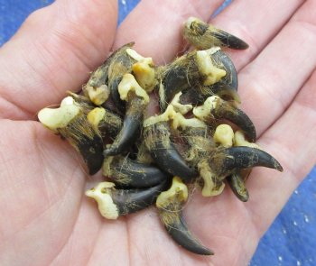 Genuine Coyote Claws with Natural Fur Bits - 50 pcs @ $.50 each; 200 pcs @ $.42 each