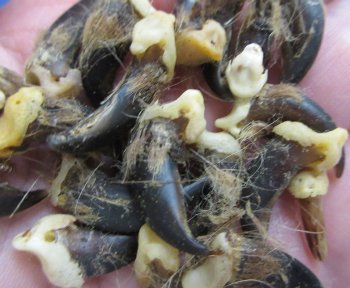 Genuine Coyote Claws with Natural Fur Bits - 50 pcs @ $.50 each; 200 pcs @ $.42 each
