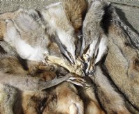 Soft tanned coyote pelt, hide, skin for sale 55 inches to 66 inches long - $95.00 each; 3 pcs @ $85.00 each