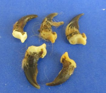 Genuine Coyote Claws with Natural Fur Bits - 50 pcs @ $.50 each; 200 pcs @ $.42 each