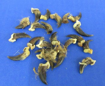 Genuine Coyote Claws with Natural Fur Bits - 50 pcs @ $.50 each; 200 pcs @ $.42 each