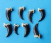 Wholesale coyote claws for sale in bulk - Packed: 25 pcs @ $.70 each; Packed: 100 pcs @ $.60 each