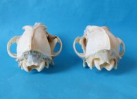Wholesale coyote skulls for sale from North America 6-1/2" - 8" - 1 pc @ $29 each; 4 or more @ $26 each