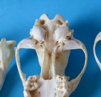 Wholesale coyote skulls for sale from North America 6-1/2" - 8" - 1 pc @ $29 each; 4 or more @ $26 each
