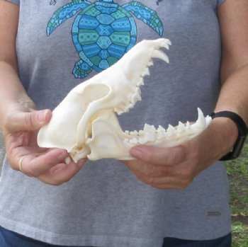 Coyote Skull, Coyote Skulls, Hand Picked