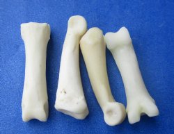 Coyote Toe Bones in Bulk, 3/4 to 1 inch - 25 pcs @ $.60 each; 100 pcs @ $.54 each