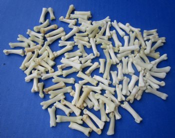 Coyote Toe Bones in Bulk, 3/4 to 1 inch - 25 pcs @ $.60 each; 100 pcs @ $.54 each