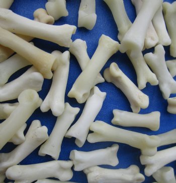 Coyote Toe Bones in Bulk, 3/4 to 1 inch - 25 pcs @ $.60 each; 100 pcs @ $.54 each
