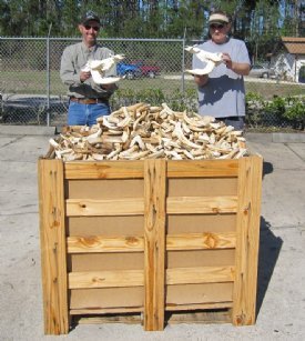 Warthog, Hippo Tusks