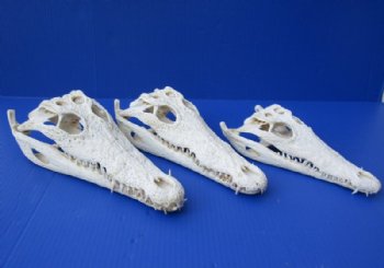 Wholesale Nile crocodile skull 13 inches long - $185.00 each;  2 pcs @ $165.00 each (Cites #263852)
