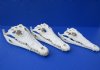 Wholesale Nile crocodile skull from Africa measuring 9 inches long (off white in color) $115.00 each; Packed: 3 pcs @ $103.00 each (Adult Signature Required when purchasing 3 or more skulls) (Cites #084969)