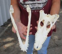 14 inches Wholesale Nile Crocodile Skull - 1 @ $295.00 each; 2 @ $265.00 each (Shipped Adult Signature Required) CITES 263852