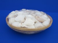 Wholesale 10 inch Basket of Assorted White Seashells  - Min: 6 pcs @ $6.80 each
