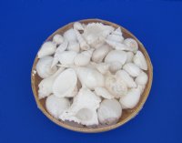 Wholesale 10 inch Basket of Assorted White Seashells  - Min: 6 pcs @ $6.80 each