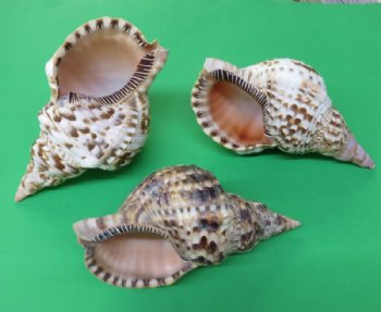 Atlantic Triton Trumpet Seashells  9 inches (Packed 1 and 8 )