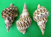 Atlantic Triton Trumpet Seashells  9 inches (Packed 1 and 8 )