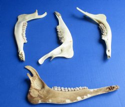 Wholesale Deer Jaw ...