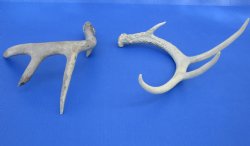 Wholesale Whitetail Deer Antlers, Horns for sale (assorted sizes and mixed quality) - $20 each; 6 pcs @ $18 each