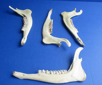 Wholesale Deer Jaw bones 9" to 10" long commercial grade - 4 pcs @ $5.00 each; 12 pcs @ $4.50 each