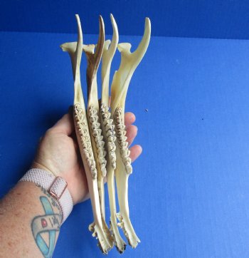 Wholesale Deer Jaw bones 9" to 10" long commercial grade - 4 pcs @ $5.00 each; 12 pcs @ $4.50 each