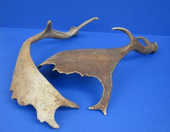 Large Fallow Deer Antlers, Horns 14 to 20 inch (2 pc)