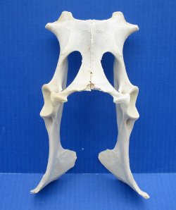 Deer Pelvis Bone 8-1/2" up to 10" - $8.00 each