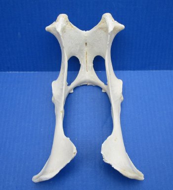 Deer Pelvis Bone 8-1/2" up to 10" - $8.00 each