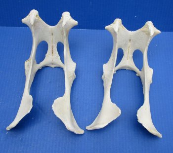 Deer Pelvis Bone 8-1/2" up to 10" - $8.00 each