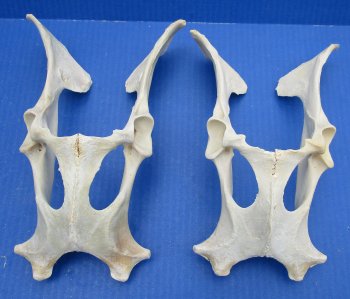 Deer Pelvis Bone 8-1/2" up to 10" - $8.00 each