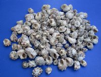 Wholesale Delphinula with Calcium shells for crafts and hermit crabs -  3/4 inch to 1-3/4 inch - Case of 10 kilos @ $2.80/kilo