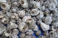 Wholesale Delphinula with Calcium shells for crafts and hermit crabs -  3/4 inch to 1-3/4 inch - Case of 10 kilos @ $2.80/kilo