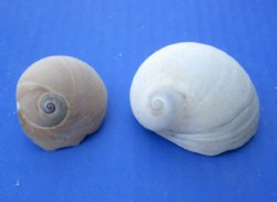 Wholesale Polinices Didyma, natural shells 3/4 inch to 2-1/4 inches - 1 gallon @ $6.50/gallon